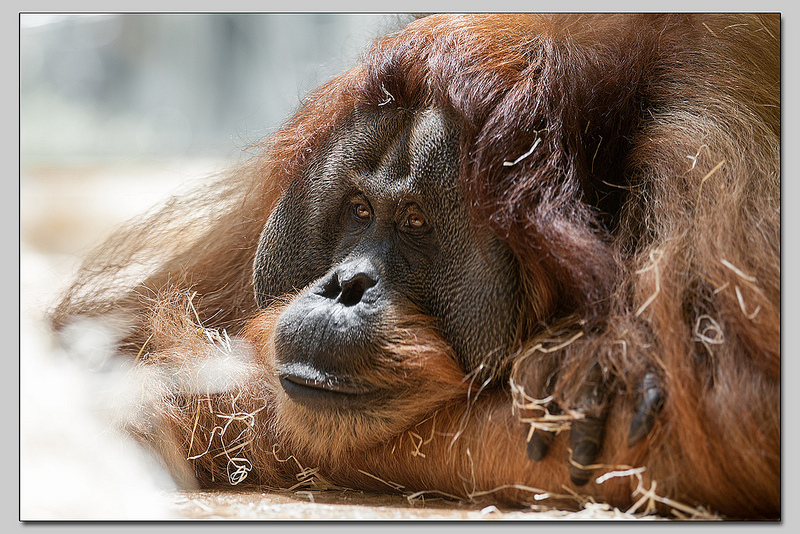 Sumatra-Orang-Utan "Bruno"