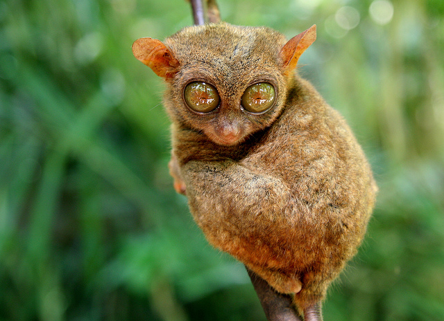 Asia - Philippines / Bohol - Tarsier