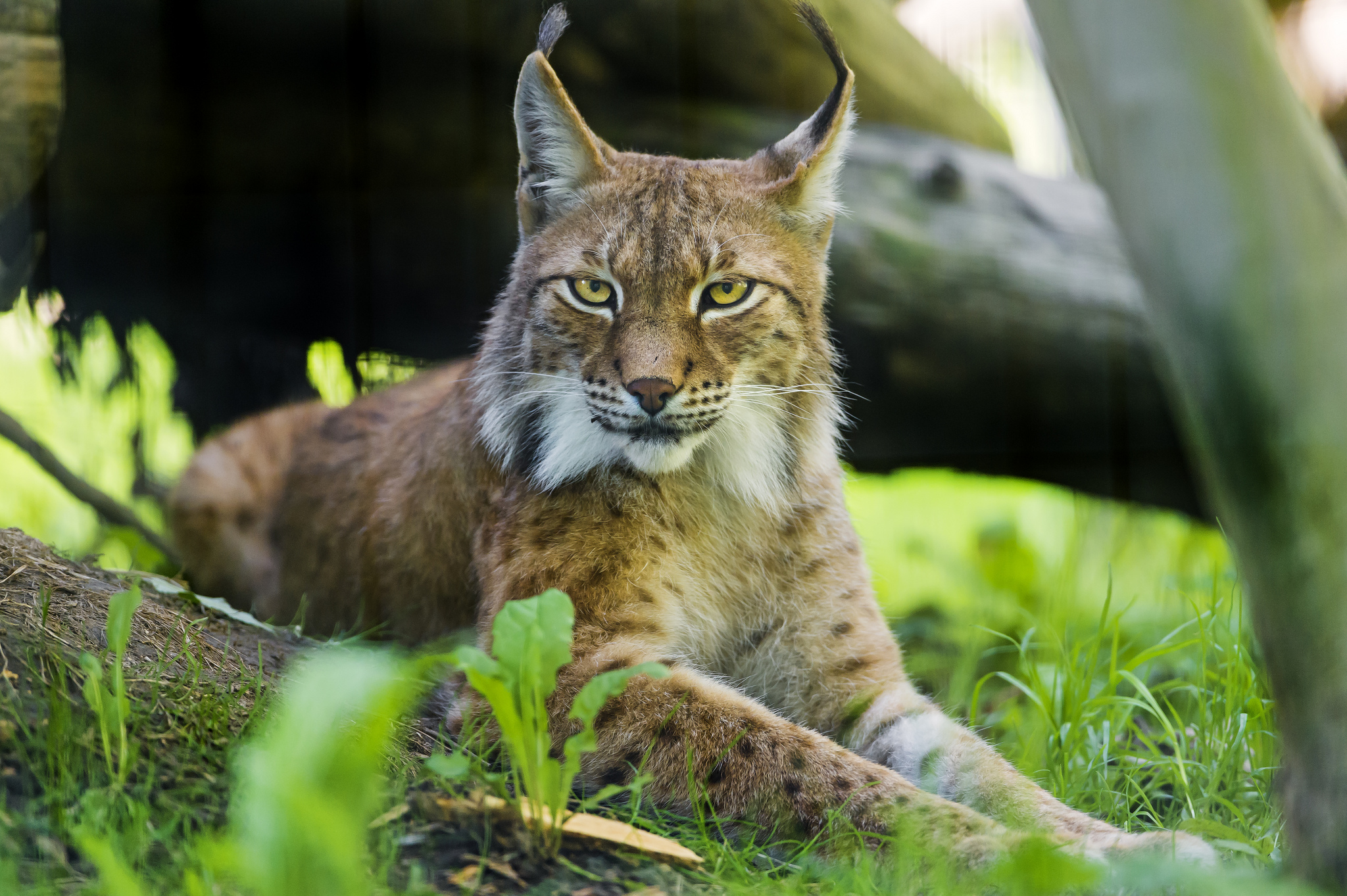 Siberian lynx on the grass