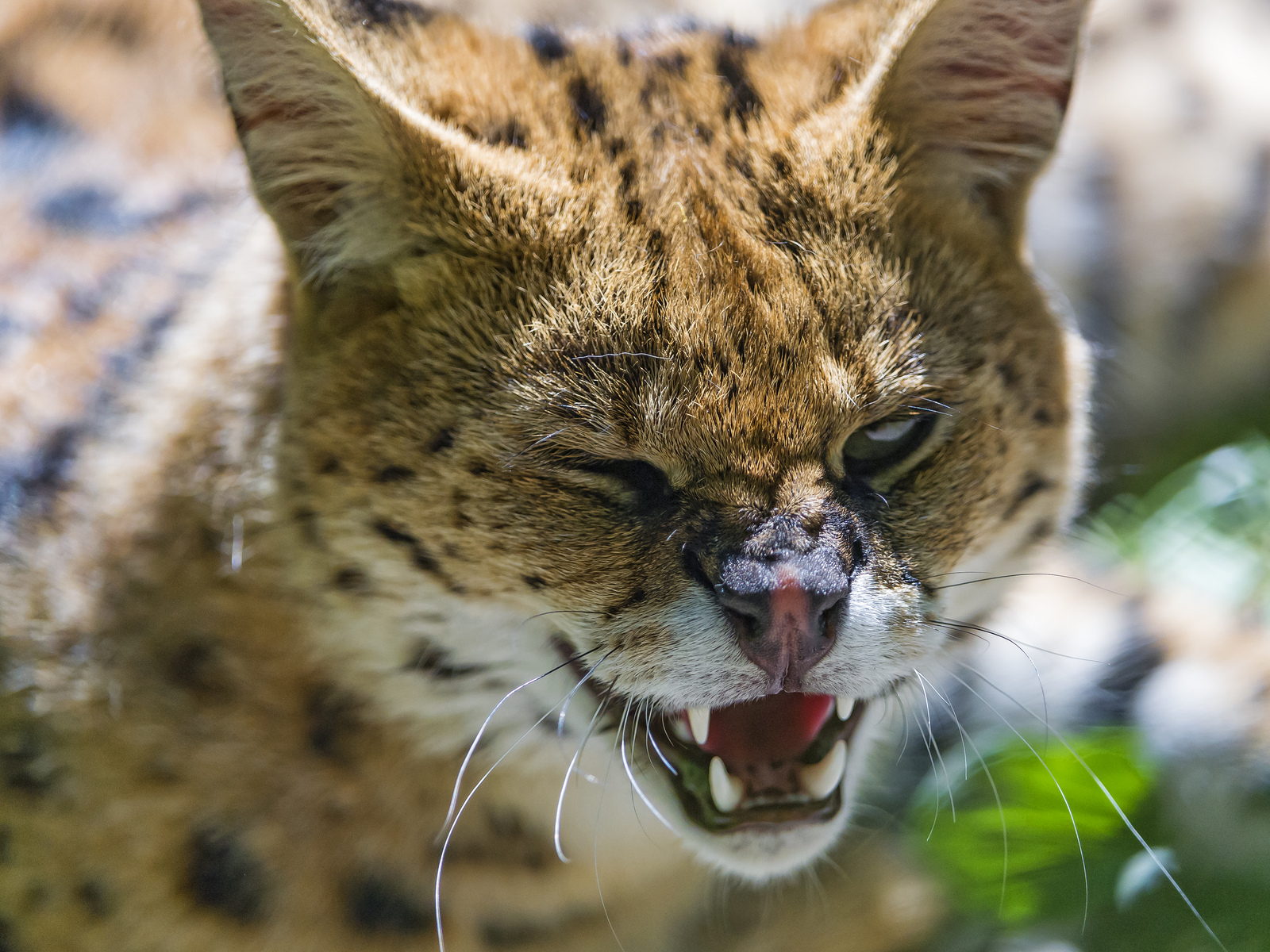 Smirking serval