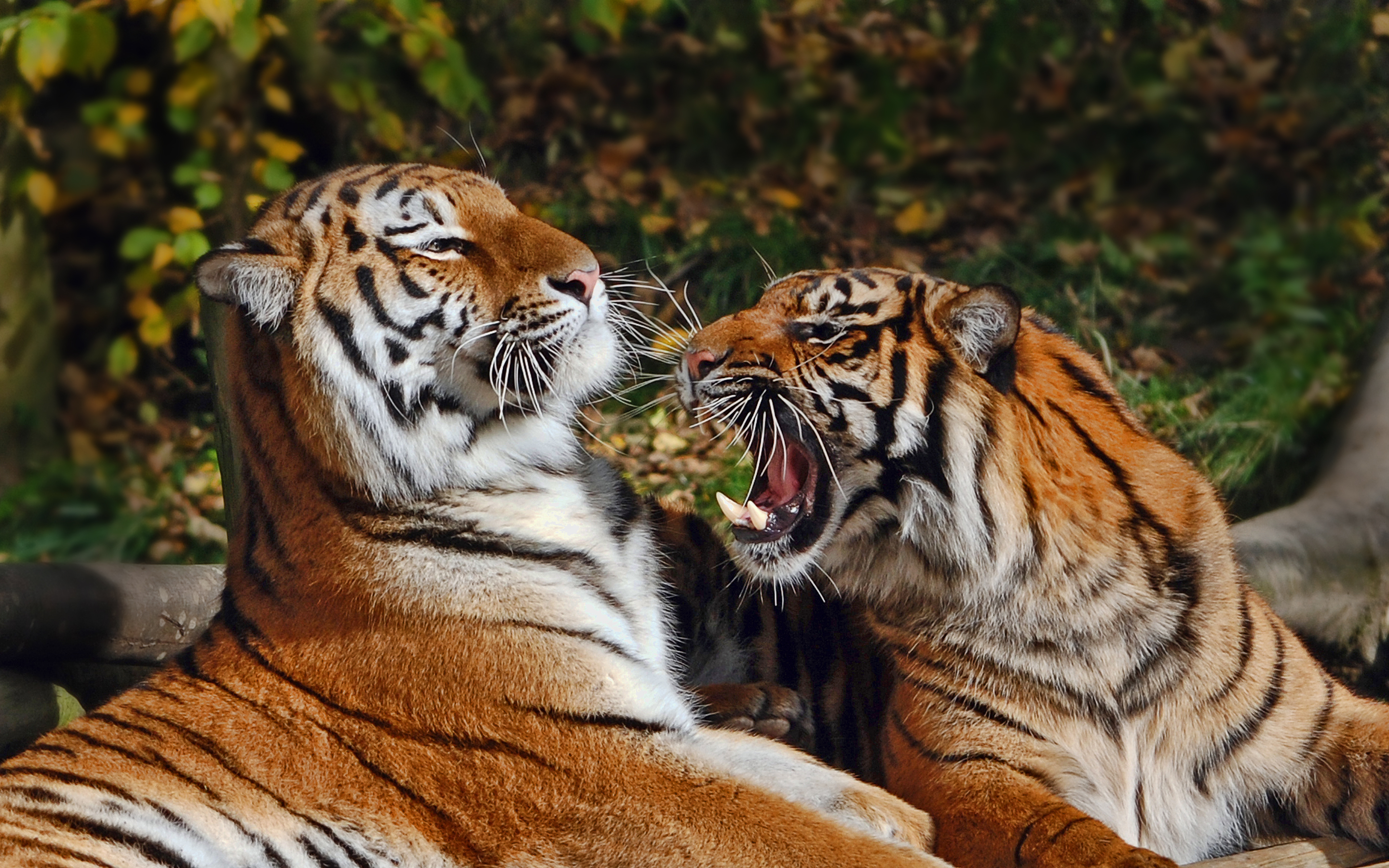 Tigers at play, in Dudley Zoo