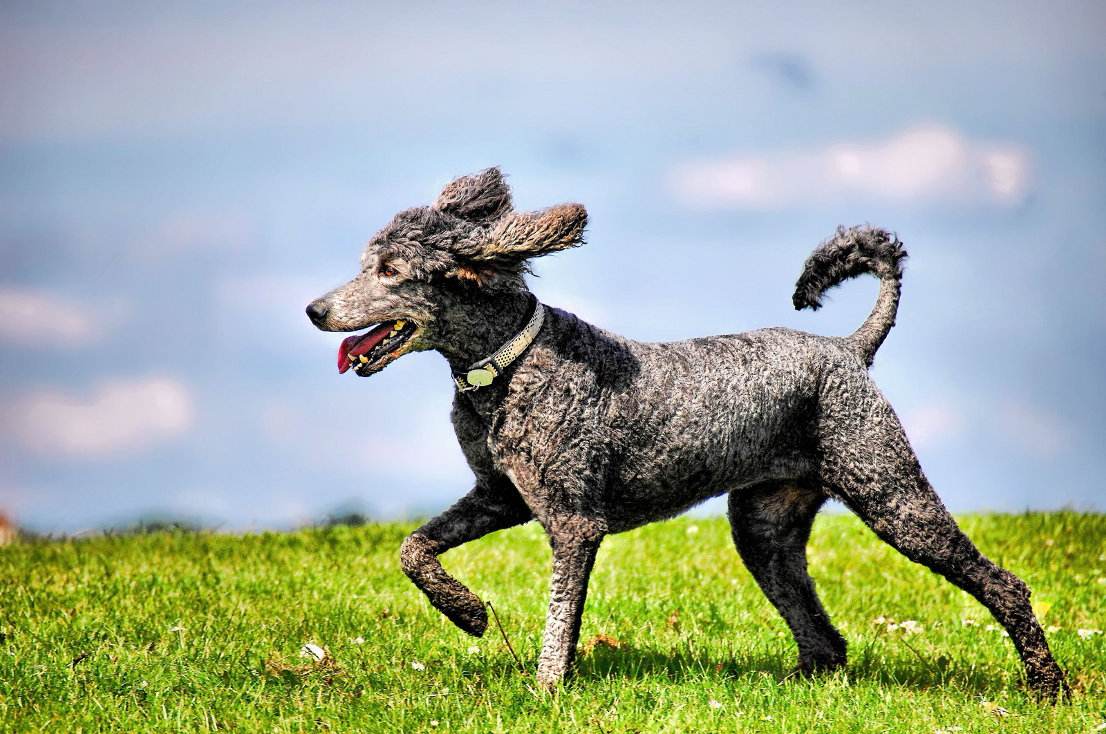 Pepper (Flying Poodle)