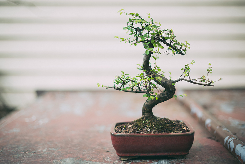 Bonsai