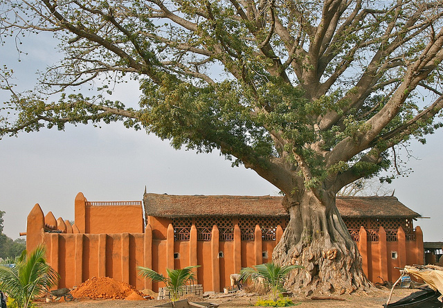 Under an Old Tree